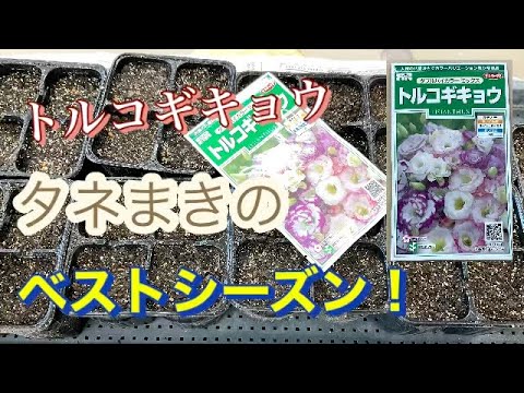 園芸 大輪キキョウ、大輪キキョウ、フキダシフラワー