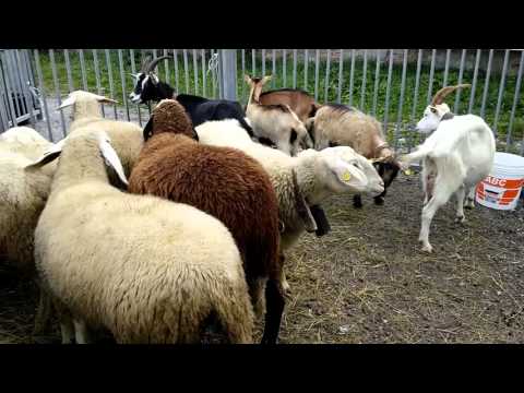 PECORE E AGNELLINI ALLA FIERA DI S. LUCA A DEMONTE IN VALLE STURA (CN) 11 - 10 - 2015.