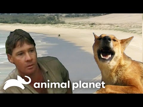 Steve Irwin Explores Isolated Fraser Island | The Crocodile Hunter | Animal Planet