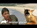 Steve Irwin Explores Isolated Fraser Island The Crocodile Hunter Animal Planet