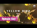 Karaoke Yellow Bird | Female Key (C) - PH Music Karaoke Yellow Bird | Female Key (C)