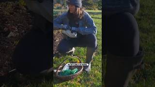 Relaxing Fall Naturalistic Gardens and Landscape Tour