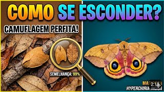 MESTRE DO DISFARCE: A incrível Mariposa-Folha Hyperchiria Incisa