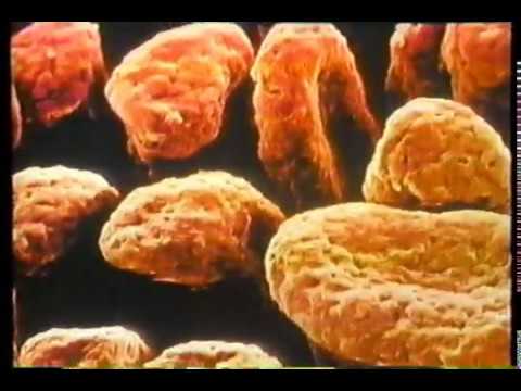 National Geographic - The Incredible Human Machine 1986