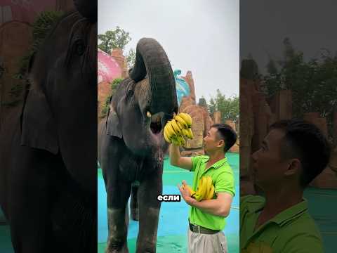 Он дал кокос слону… и то, что произошло, удивило всех 😳🐘 #shorts