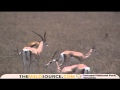 Grant S Gazelle