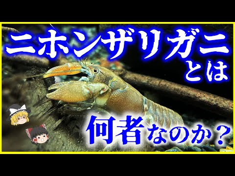 ヨーロッパザリガニが絶滅の危機に瀕している理由