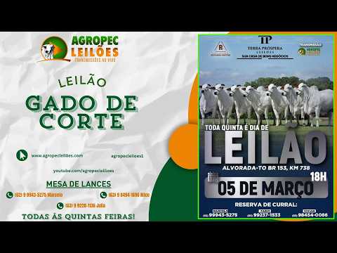 agropecleiloes.com LEILÃO GADO DE CORTE | TERRA PRÓSPERA LEILÕES-ALVORADA-TO 05/03/2026