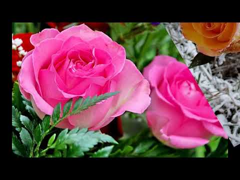 Nicu Petrescu - Doamne, doar Tu știi ce sufăr - mel Nicu Petrescu