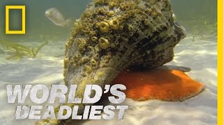 Hermit Crab vs. Conch | World's Deadliest Hermit Crab vs. Conch | World's Deadliest