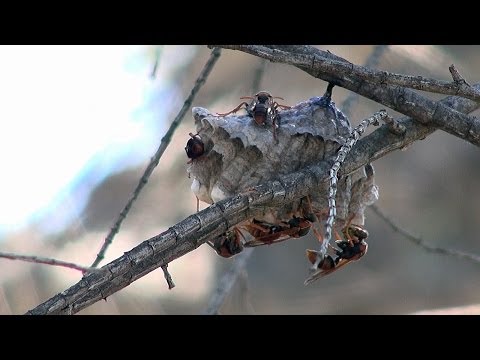 Australian PAPER WASP feeding its larvae with fluids of a green caterpillar - Mt Beauty, Victoria