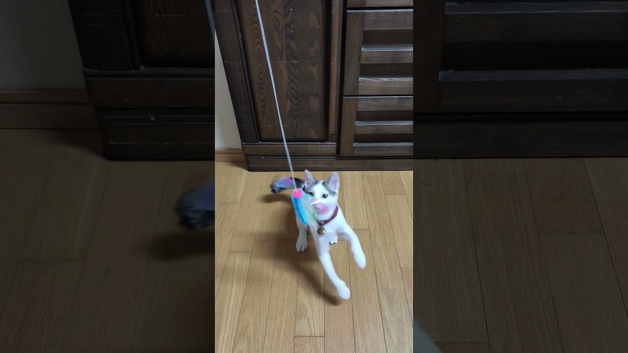 #子ネコ #cat #猫じゃらし