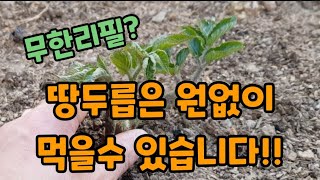 항암!효과에 좋은! 먹는 순간부터 온몸에 염증!이 다 없어지는 땅두릅 뿌리!!  #땅두릅뿌리나누기번식 #땅두…