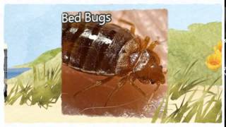 preview picture of video 'Official Pest Control Fairfield CA 510-545-4044 Bed Bugs Treatment'