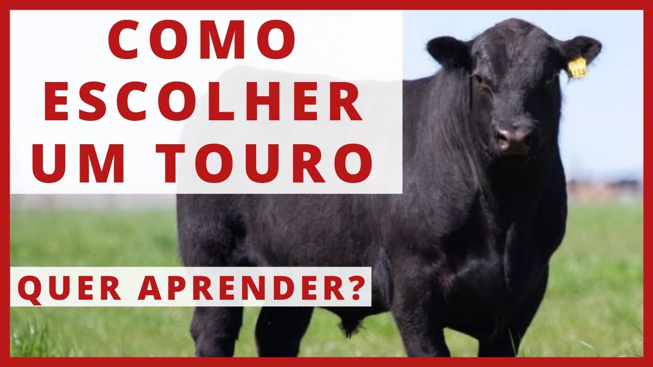 COMO ESCOLHER UM TOURO - GADO DE CORTE E DE LEITE