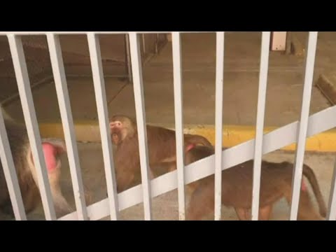 Baboons captured after daring hospital escape