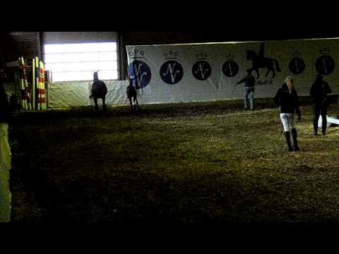 Cristallo II stallion foal Crac des Chevaliers