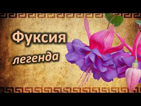 Фуксия — как вырастить и размножить танцующий цветок