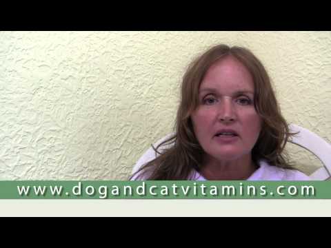 Cancer Treatment and Prevention in Dogs and Cats - Part 5 - Holistic Treatments for Cancer