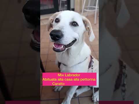 Regalo Belle cucciola di 5 mesi mix Labrador cerca casa 