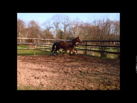 Stutfohlen von Finest / Lauries Crusador / White Star 12 Tage alt