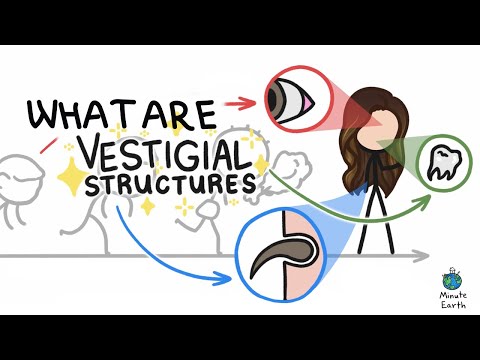 What are vestigial structures? And you have them?