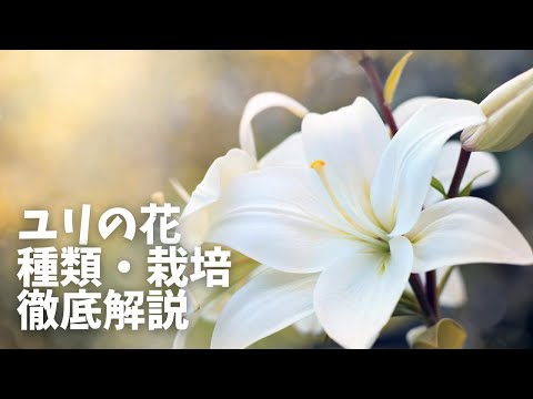 ユリ科について詳しく解説