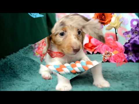 Ozzy AKC Male Chocolate Tan Dapple LH Miniature Dachshund Puppy for sale!