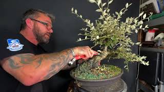 Pruning My Cotoneaster Rock Bonsai
