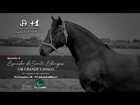 EPISÓDIO 08: UM GRANDE PAI, EQUADOR DE SANTA EDWIGES  - Projeto Dia de Campo Virtual