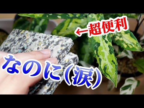 給水ジェルの作り方は？外出中に植物に水分を与えるためのその他の 2 つの方法をすべてお伝えします。  庭園