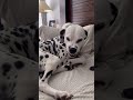 Would You Get A Dalmatian Dogs Shorts Dalmatiandog
