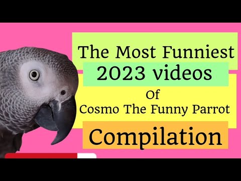 Compilation Of The Most Funniest 2023 Videos Of Cosmo The Funny Parrot🤣 #animals #pet #bird #funny
