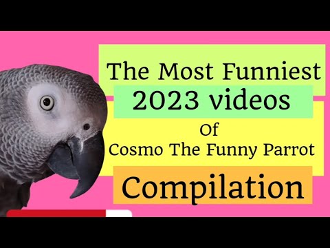 Compilation des 2023 vidéos les plus drôles de cosmo le perroquet rigolo🤣.