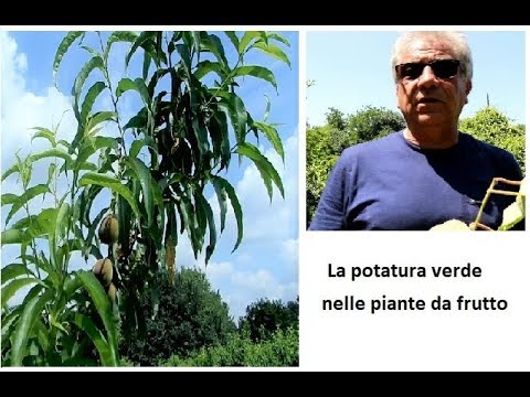 Gonfiore del ginocchio dopo protesi articolare A.usenko la salute della colonna vertebrale e delle articolazioni scaricare