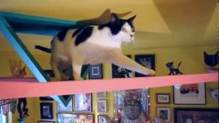 Pet World Insider Presents....The Cats House ...A Cat&#39;s Paradise