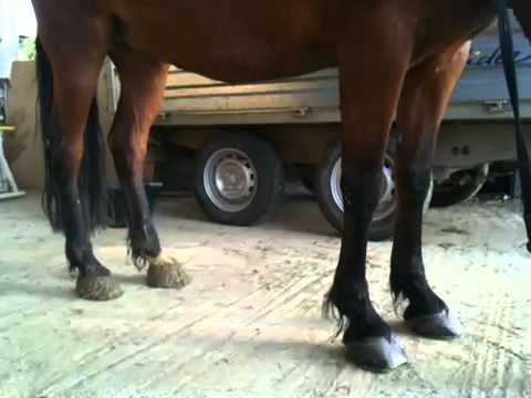 comment soigner la fourbure d'un poney