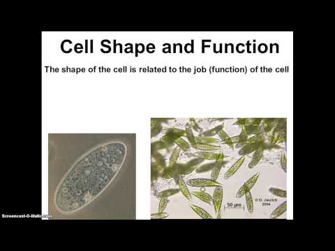 Honors Biology History of the Cell theory