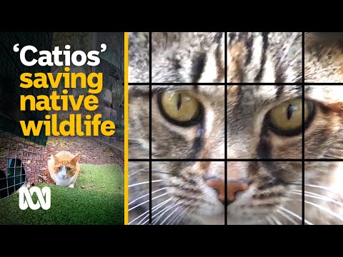 The ‘Taj Mahal’ of cat enclosures helping to protect native wildlife | ABC Australia