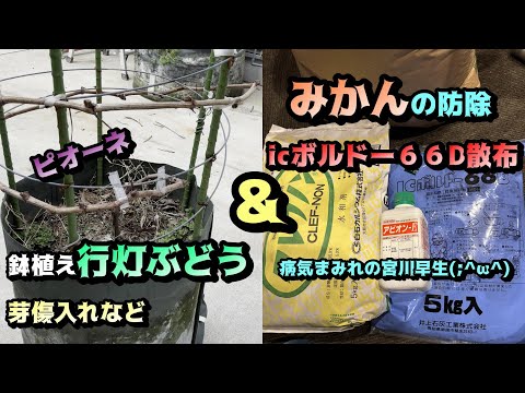 園芸 ボルドー混合物