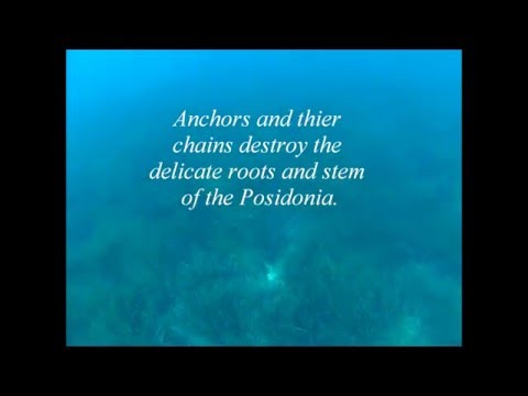 Save the Posidonia / Neptunes Sea Grass - Good Ibiza Anchoring