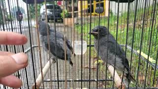 Download lagu srigunting abu viral anak tunggal mp3