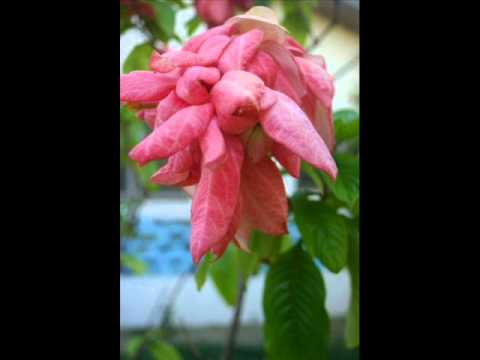 PASAGA & SISIVA ¤ Ne Uhna ¤