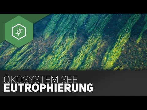 Lake ecosystem - eutrophication