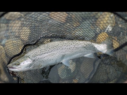 Jäämereltä meritaimenta // Vinkit ensikertalaiselle