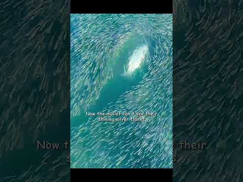 They floated on the water's surface like a film of oil #shortvideo #wildlife #animals #shorts