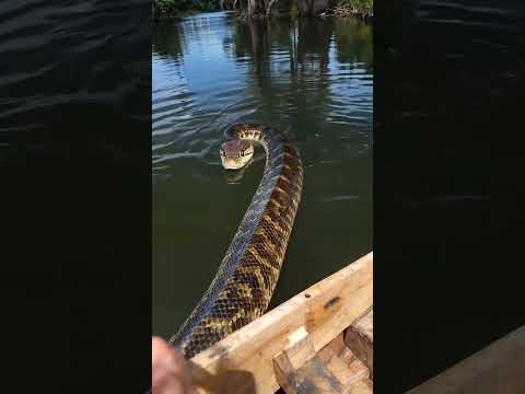 20ft Anaconda Swims Directly at Our Boat! 😱🐍