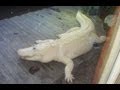 Rare Blue Eyed ALBINO Alligator - YouTube