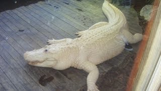 Rare Blue Eyed Albino Alligator