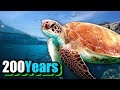 Why Do Turtles Live So Long